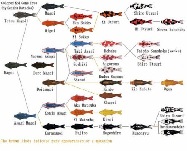 Hệ thống phân loại cá Koi Nhật